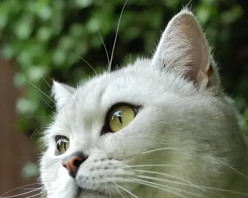 cat