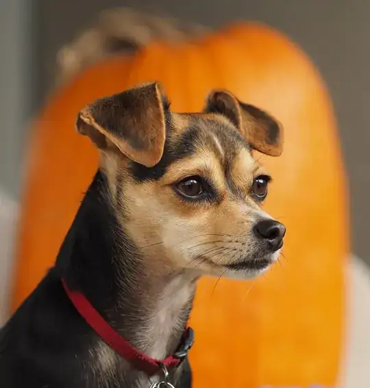 Pumpkin Brownie