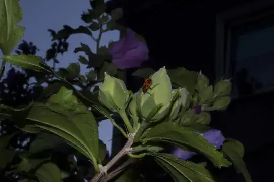 Bug full