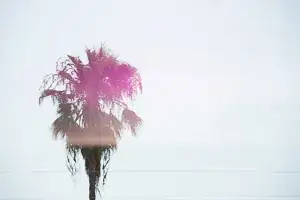 Palm Tree