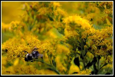 a bee on yellow flowers