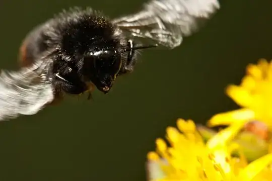 Bumblebee