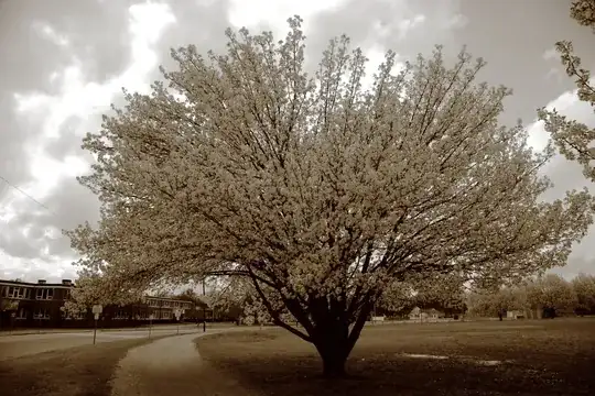 Split toned tree