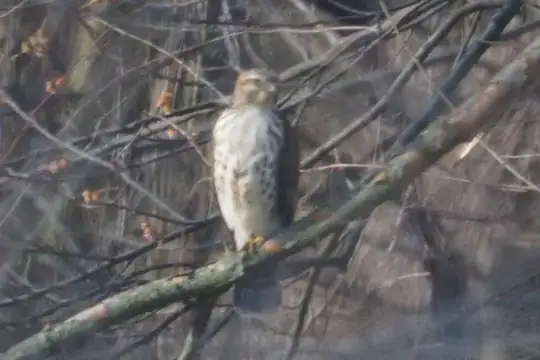 50% crop through 500mm mirror lens