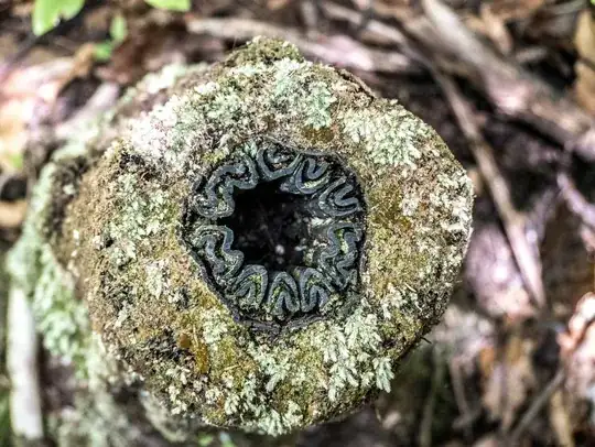 NZ Tree fern