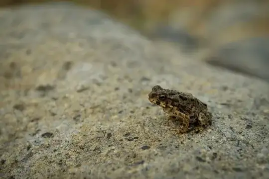 frog