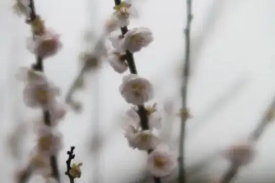 Plum Blossom using Minolta Varisoft Rokkor 85mm f2.8 Soft focus lens