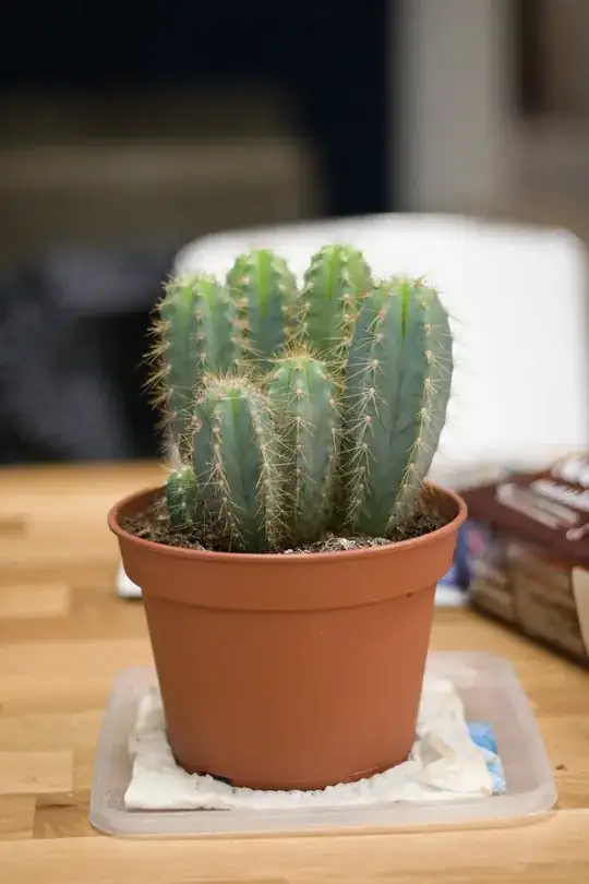 shallow DoF