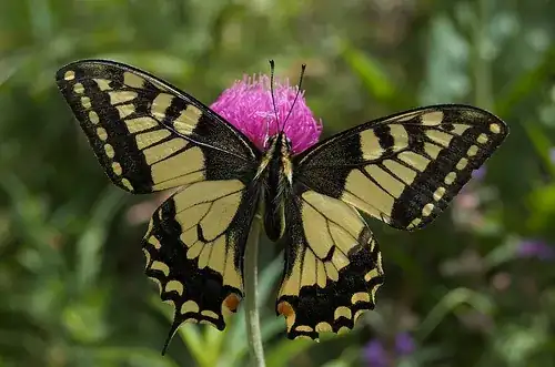 Swallowtail butterfly