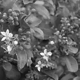 Steinheil-Munchin Cassarit 50/1.8 Gray