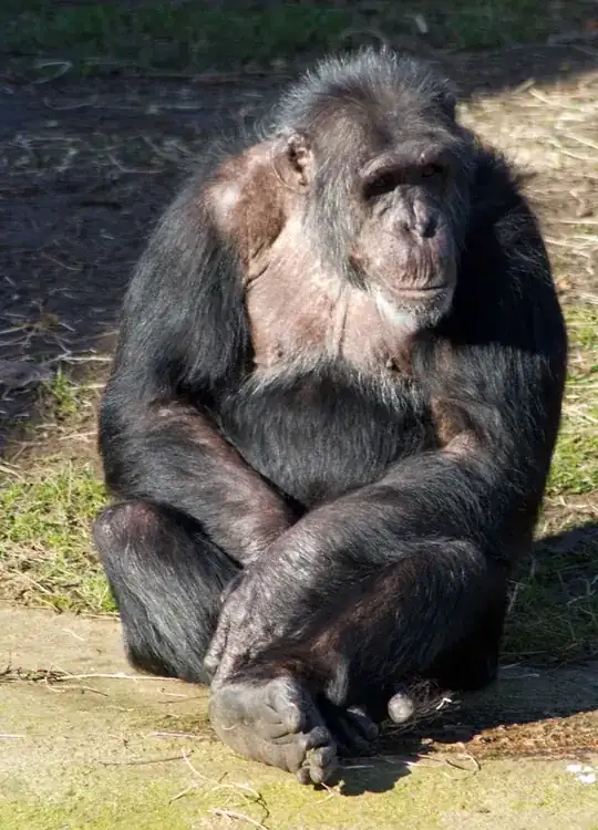 It's a Chimp