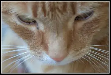 a cat's face