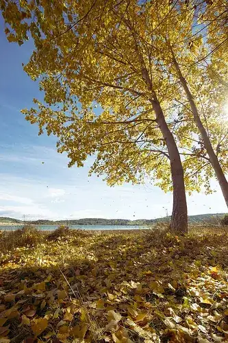 yes, there are leaves falling in this photo ;)