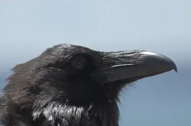A raven