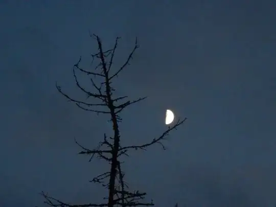 Small tree, now named "Hamlet", framing moon