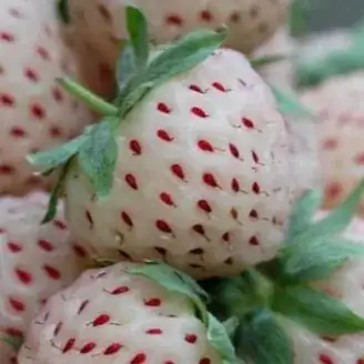 Berry avatar
