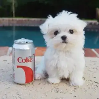 A bad fur day? A bad fur day?