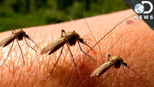 Insectoid Vampires