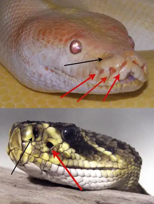 two snakes, with arrows pointing to the pit organs around their mouths