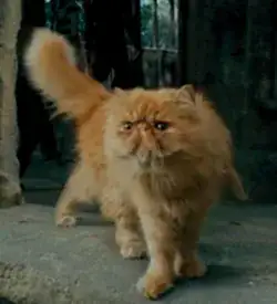 Crookshanks as shown in the movies
