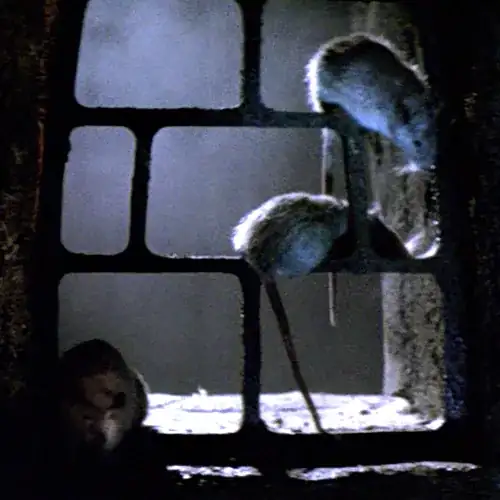 Rats