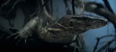 The Sleen, a greenish-gray lizard-like creature