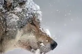 woof with ice crystals growing on fur