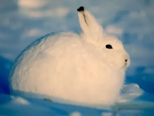 Arctic hare