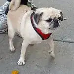 A pug