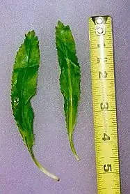 Eryngium foetidum