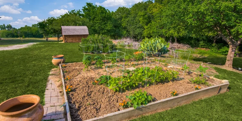 Raised garden bed with young plants, surrounded by greenery