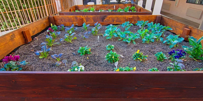 Raised garden beds with fresh vegetables and flowers.