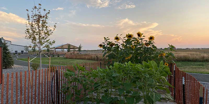 Garden area with sunflowers and a wooden fence at sunset.