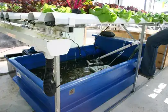 Photo of a tiny tank full of catfish and swiss chard growing above the tank