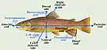 Anatomical terms of location in most fish
