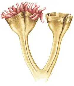Auroralumina attenboroughii, an Ediacaran predator (c.&nbsp;560 mya)[103]