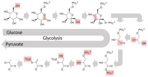 Schematic diagram of the glycolytic metabolic pathway starting with glucose and ending with pyruvate via several intermediate chemicals. Each step in the pathway is catalyzed by a unique enzyme.