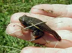 Young frog with a stumpy tail, metamorphosis nearly complete
