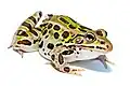 green spotted frog facing right