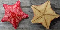 The sea star Porania pulvillus, aboral and oral surfaces