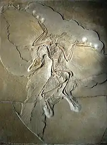  Slab of stone with fossil bones and feather impressions