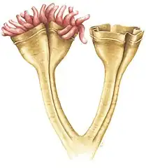 Auroralumina attenboroughii, an Ediacaran predator (c.&nbsp;560 mya)
