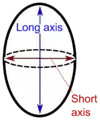 Spheroid or near-spheroid organs such as testes may be measured by long and short axes.