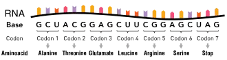 An RNA molecule consisting of nucleotides. Groups of three nucleotides are indicated as codons, with each corresponding to a specific amino acid.