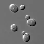 Microscopic view of five spherical structures; one of the spheres is considerably smaller than the rest and attached to one of the larger spheres