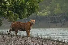 Tiger standing along the banks of a mangrove swamp