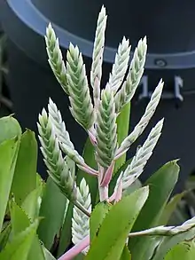 "Aechmea dichlamydea" at the Gardens by the Bay, Singapore