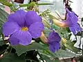 A group of flowers.