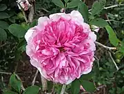 'Plena' cultivar
