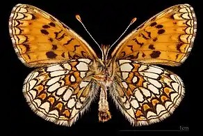 ♂  △